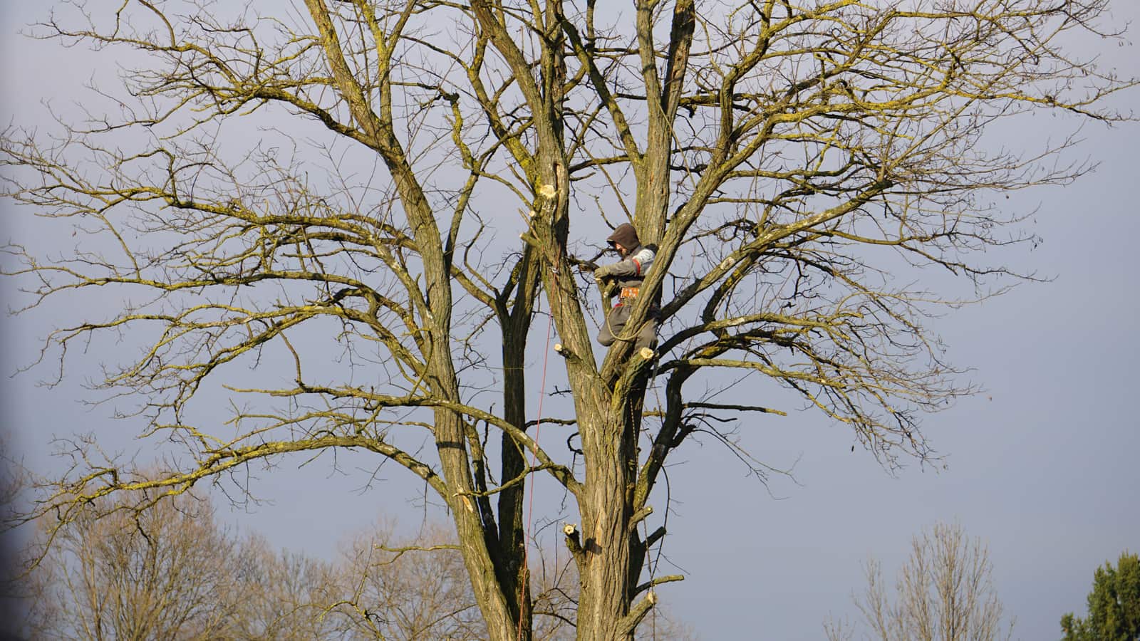 Tree service work in Columbia